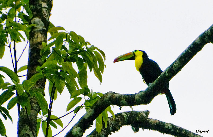 Keel billed Toucan - Ramphastos sulfuratus Photograph by Christopher Byrd