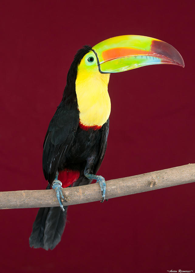 Keel-billed Toucan 4 Photograph by Avian Resources