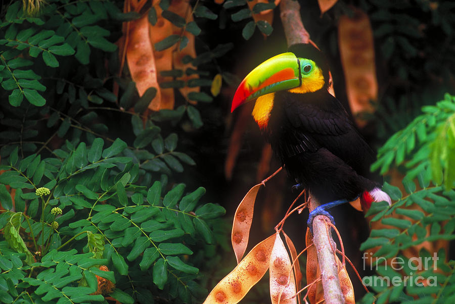 Bird Photograph - Keel-billed Toucan by Art Wolfe