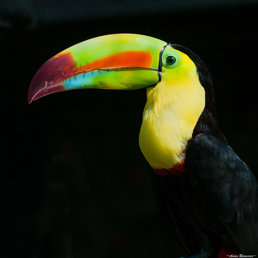 Keel-billed Toucan Photograph by Avian Resources