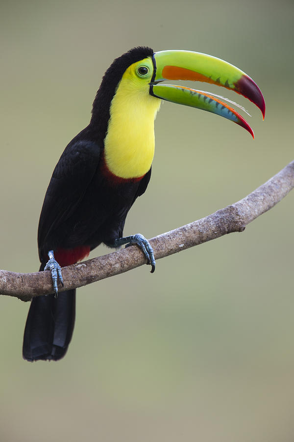 Keel-billed Toucan Costa Rica Photograph by Suzi  Eszterhas