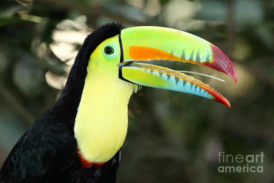 Toucan Photograph - Keel billed toucan by James Brunker