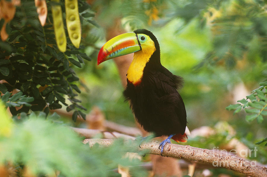Keel-billed Toucan Ramphastos Sulfuratus Photograph by Art Wolfe