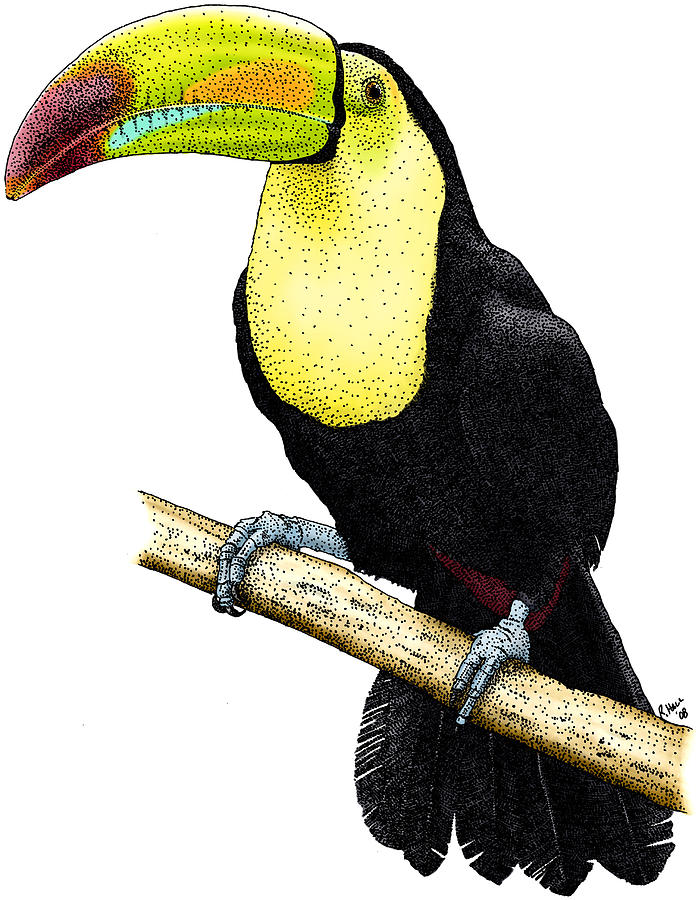 Keel-billed Toucan Photograph by Roger Hall
