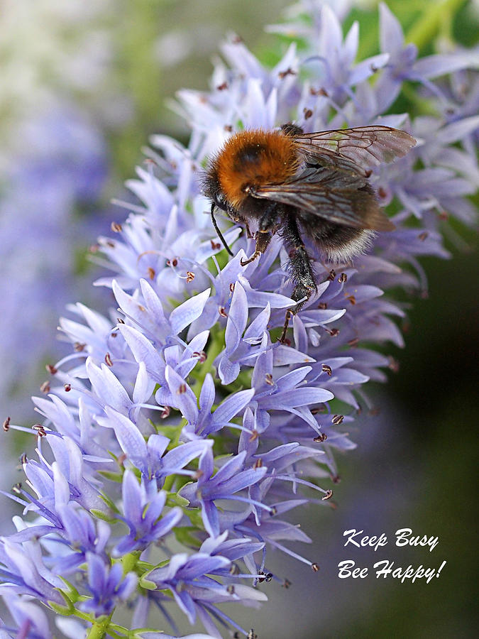 Keep Busy - Bee Happy 2 Photograph by Gill Billington
