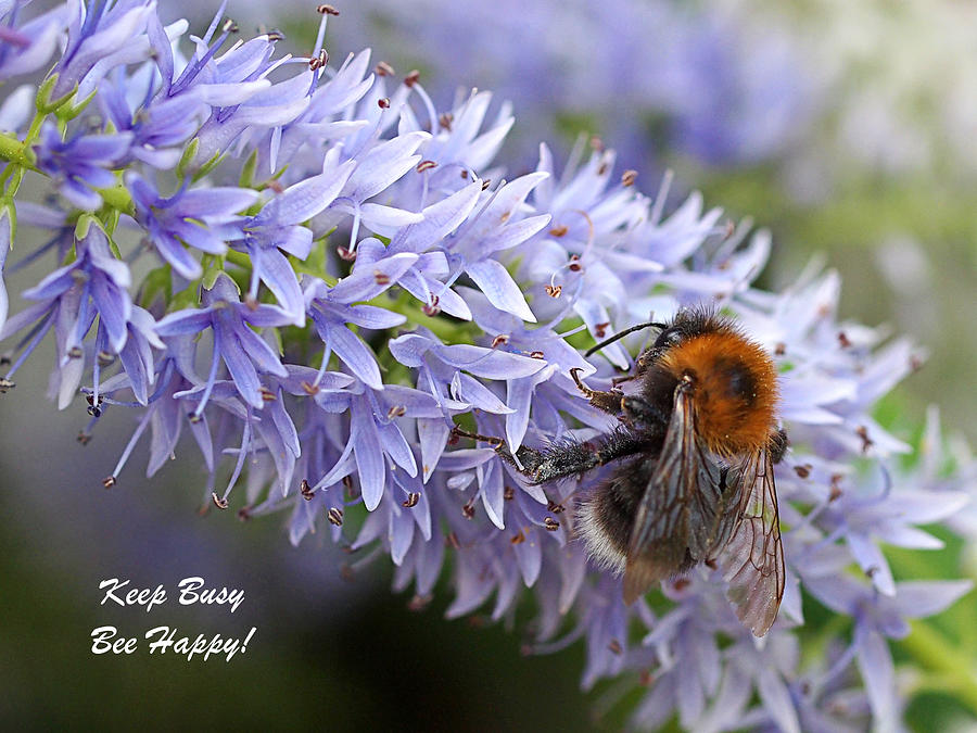Keep Busy - Bee Happy Photograph by Gill Billington