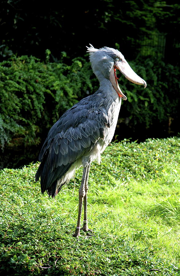 Keep Laughing - Shoebill Photograph by Christiane Schulze Art And Photography