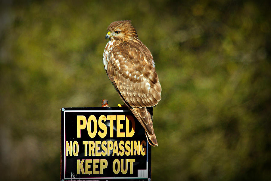 Keep Out Georgia Coopers Hawk Wildlife Art Photograph
