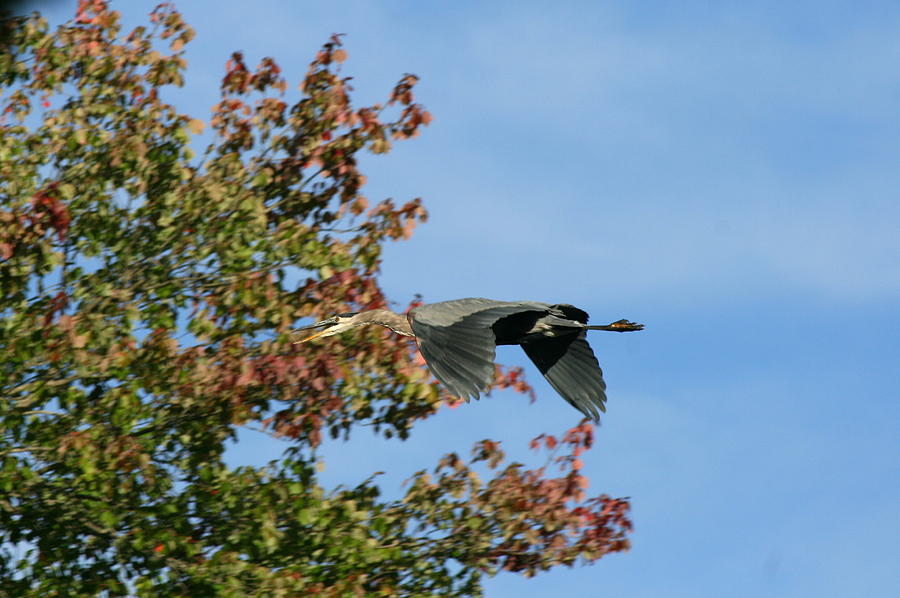 Heron Photograph - Keep Your Distance by Neal Eslinger