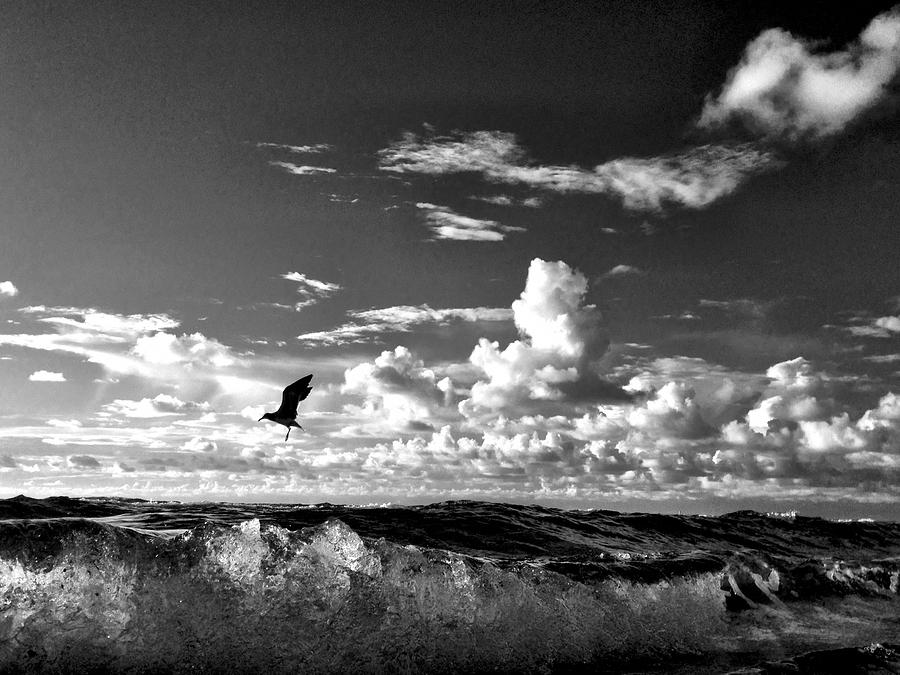 Ocean Photograph - Keep Your Eye on the Prize by Andrew Royston Ocean Photograph - Keep Your Eye on the Prize by Andrew Royston