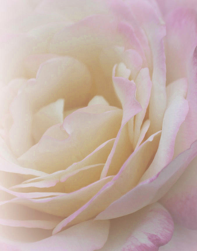 Rose Photograph - Keeper of Dreams by The Art Of Marilyn Ridoutt-Greene