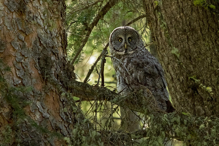 Keeper of the Forest Photograph by Sandy Sisti