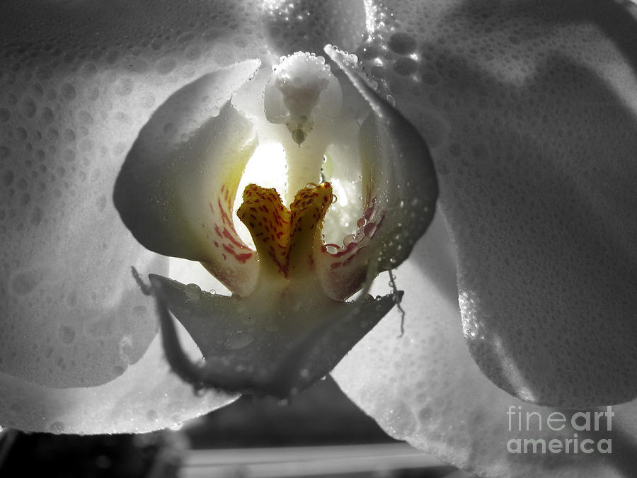 Lily Photograph - Keeper of the Light BW by C Ray  Roth