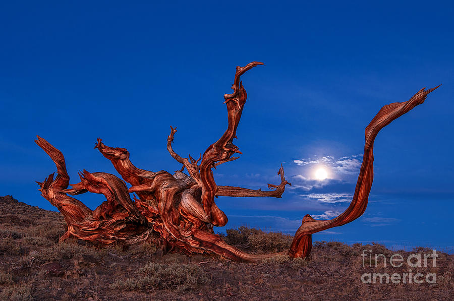 Nature Photograph - Keeping Time - Moonrise view of the Ancient Bristlecone Pine Forest. by Jamie Pham