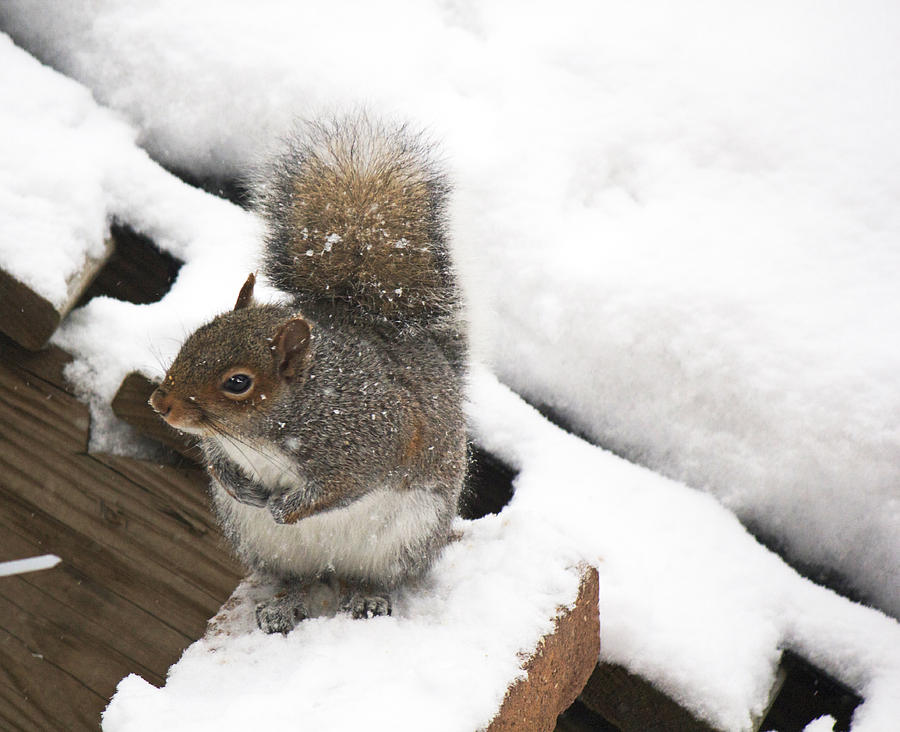 Keeping Warm Photograph by Megan Foedisch