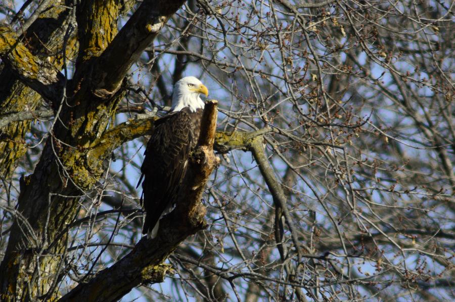 Keeping Watch Photograph by Bonfire Photography