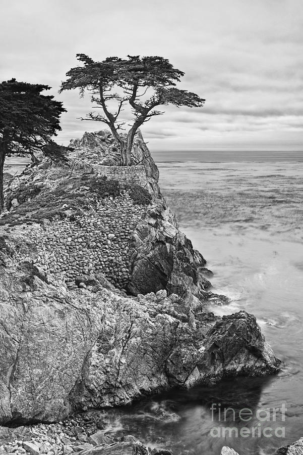Tree Photograph - Keeping watch - famous Lone Cypress tree at Pebble Beach in Monterey California in Black and White by Jamie Pham