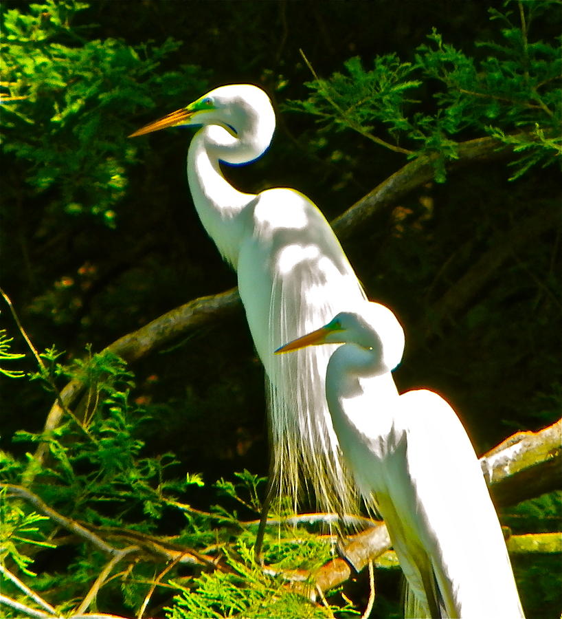 Keeping Watch by Phyllis Dunn Keeping Watch by Phyllis Dunn