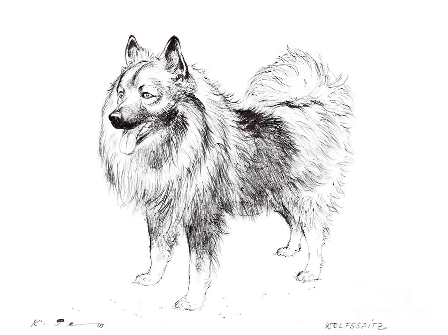 KEESHOND Dog Drawing ART 13 X 17 LARGE Print by Artist DJR 