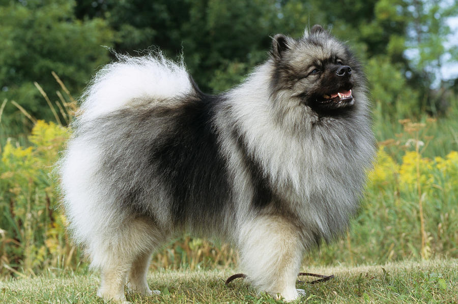 Keeshond Photograph by Jeanne White
