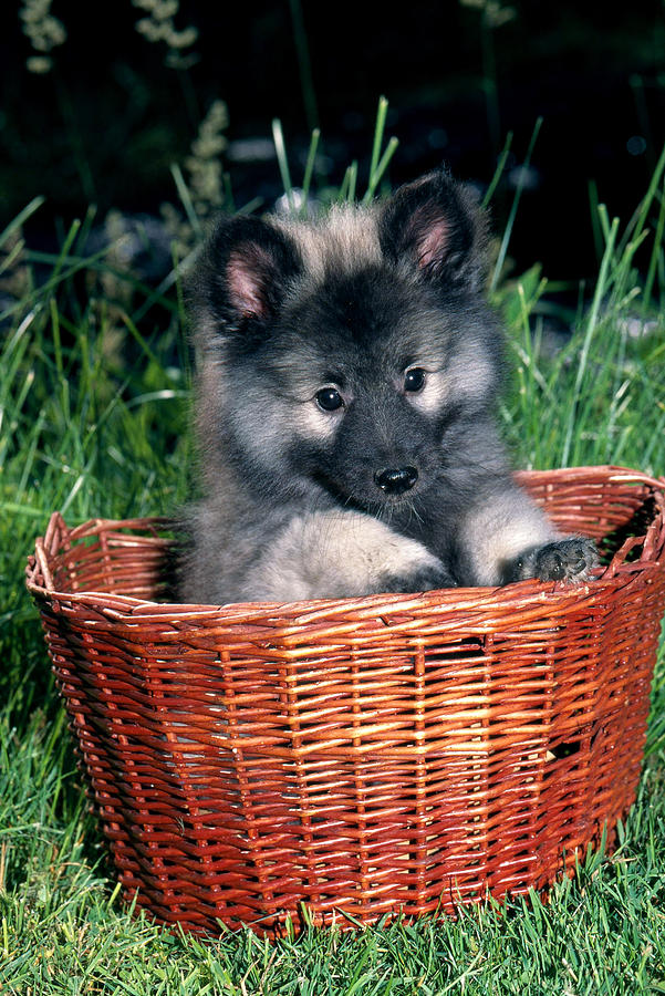 Animal Photograph - Keeshond Pup In Wicker Basket by Jeanne White