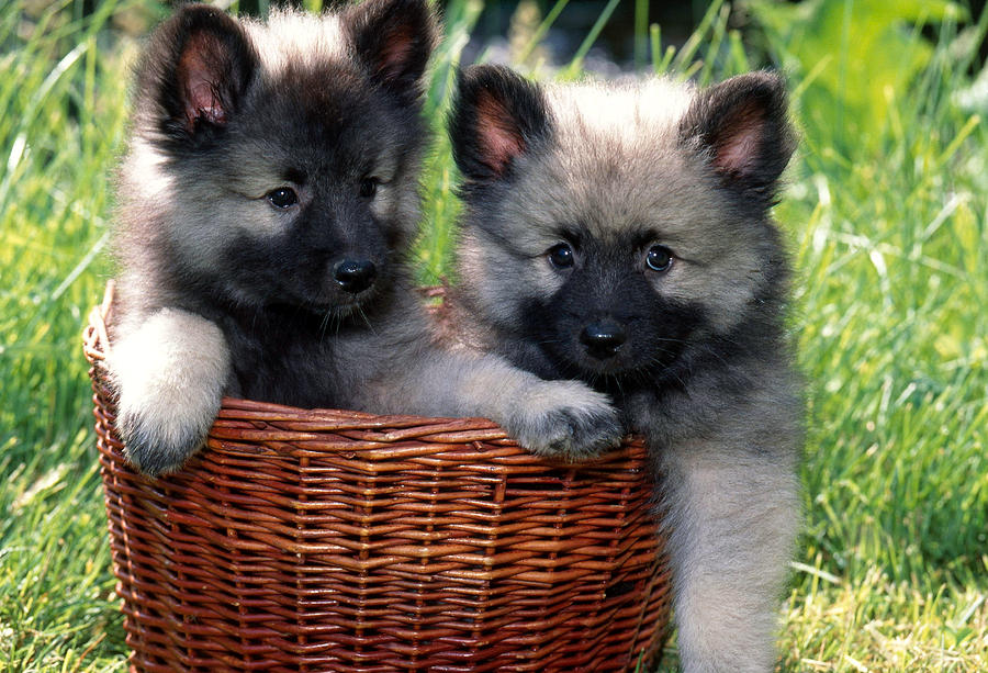 Keeshond Pups In Wicker Basket Photograph by Jeanne White