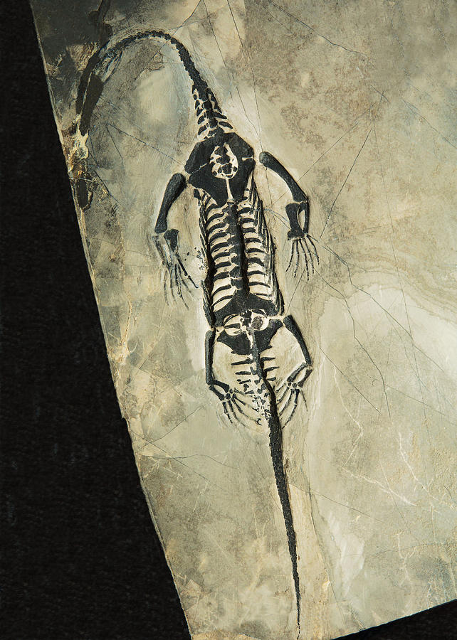 Keichousaurus Marine Reptile Fossil Photograph by Millard H. Sharp