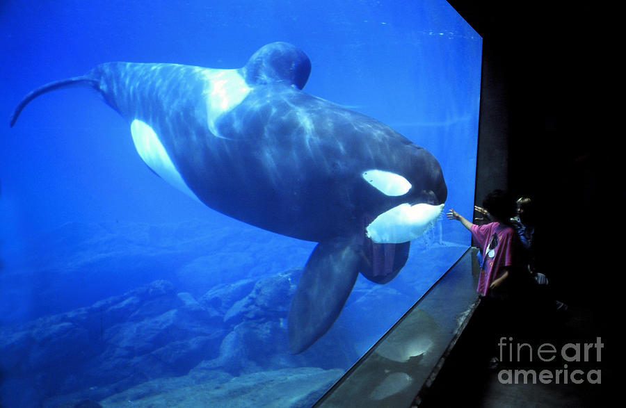 Dolphin Photograph - Keiko the Killer Whale Oregon Coast Aquarium Pat Hathaway photo  1996 by Monterey County Historical Society