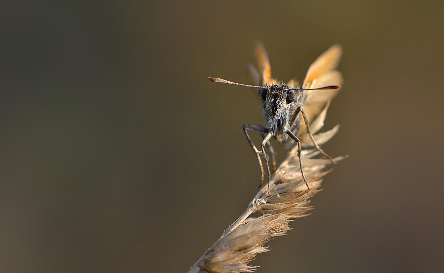 Butterfly Photograph - Kelebek by Ismail Tozan Butterfly Photograph - Kelebek by Ismail Tozan