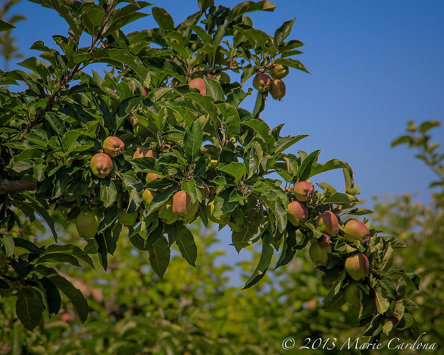 Kelowna Apples Photograph by Marie Cardona Fine Art America