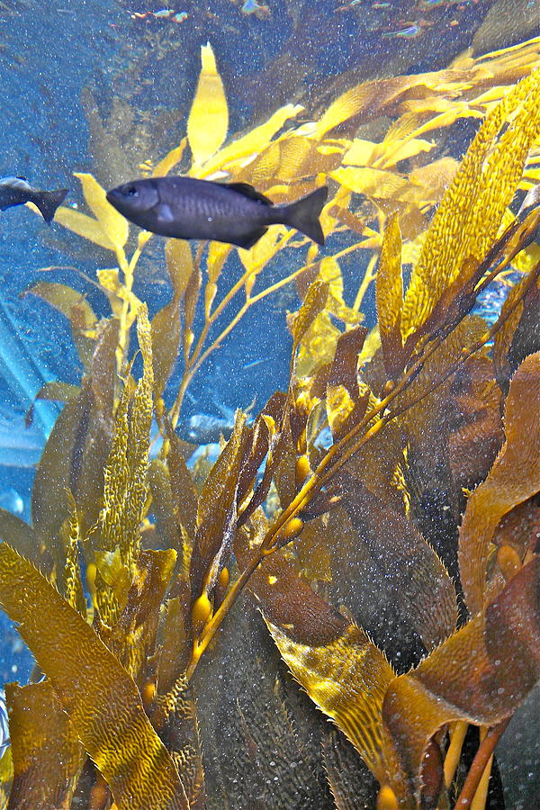 Kelp Dweller Photograph by Michele Myers