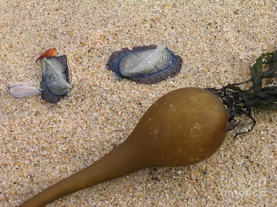 Kelp Float and Velella Photograph by James B Toy