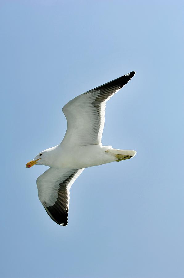 Kelp Gull In Flight Photograph by Tony Camacho/science Photo Library