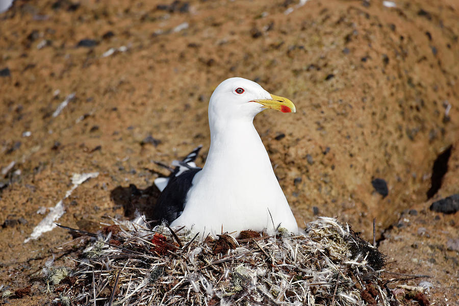 Nature Photograph - Kelp Gull On Its Nest by Dr P. Marazzi