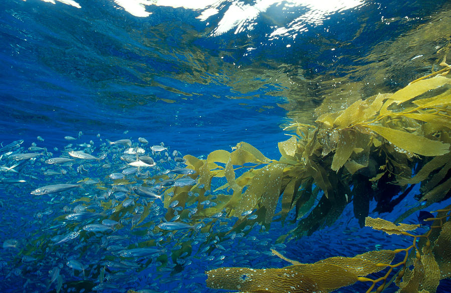 Kelp Patty Ecosystem Photograph by Greg Ochocki