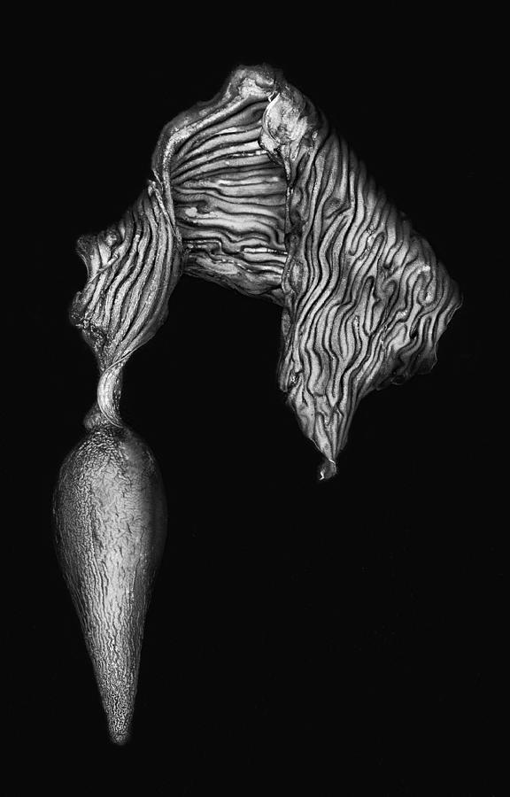 Kelp Pneumatocyst Photograph by Robert Woodward