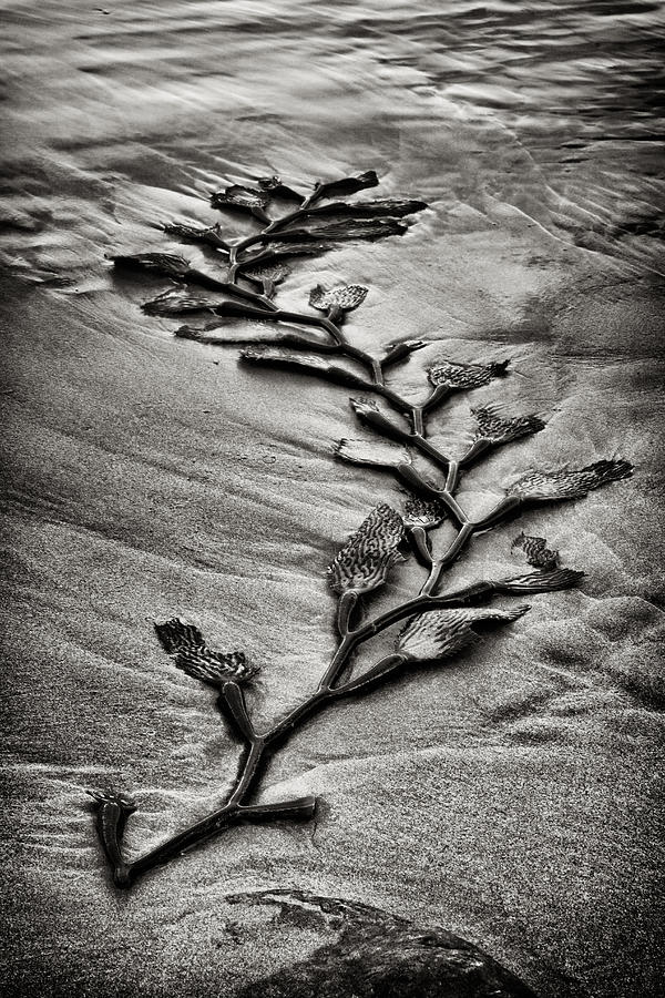 Kelp Snake Photograph by Robert Woodward
