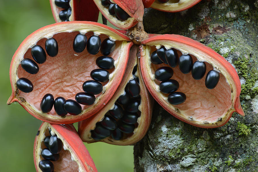 Kelumpang Sarawak Fruit Seeds Sepilok Photograph by Chien Lee