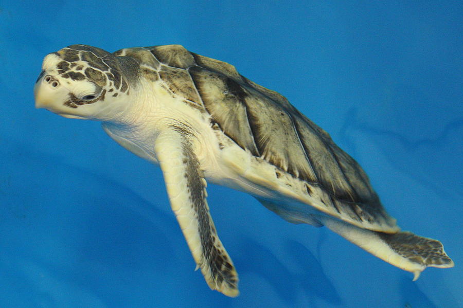 Turtle Photograph - Kemps ridley sea turtle 1 by Andrew McInnes