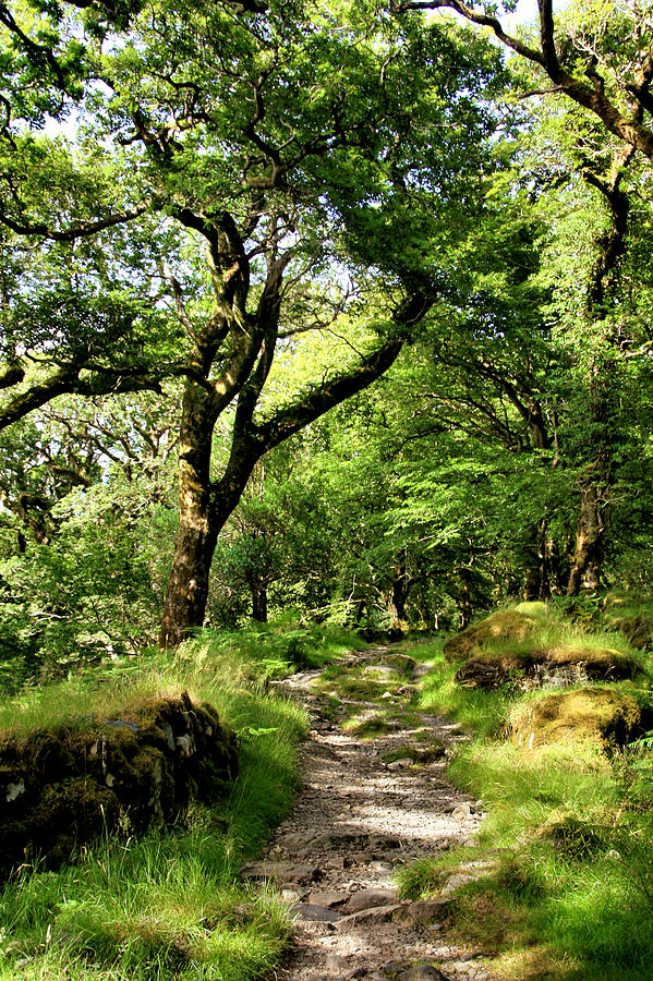Kenmare Road Forest Photograph by Mark Callanan