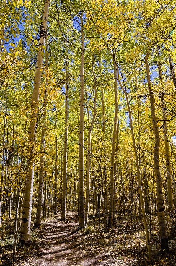 Kenosha Pass Trail Photograph by Robert VanDerWal - Fine Art America