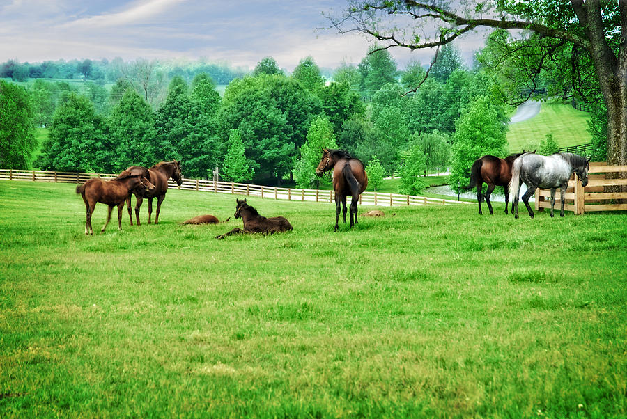 Kentucky Farm Photograph by Mary Timman