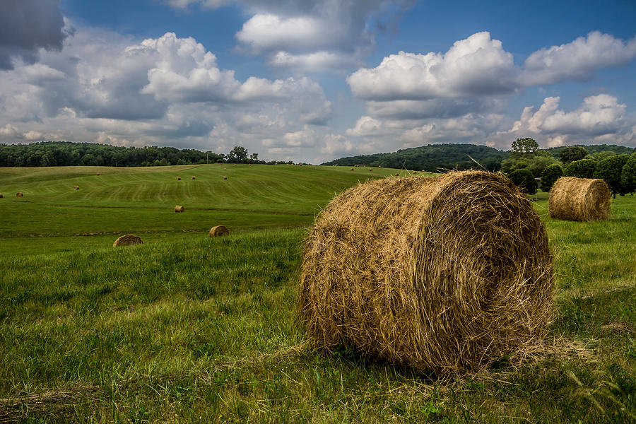 Kentucky - Hay Field Photograph by Ron Pate