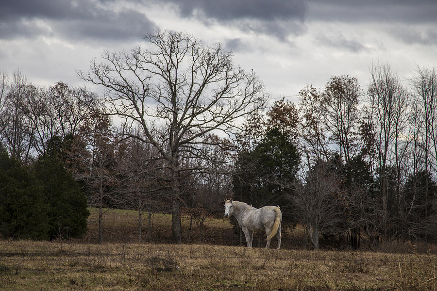 Kentucky horse  Photograph by John McGraw