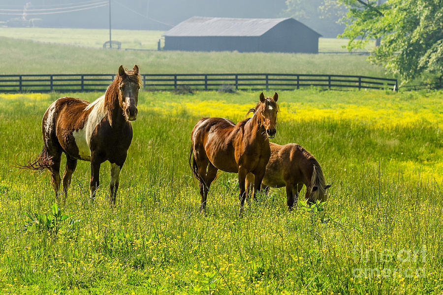 Summer Photograph - Kentucky Horses by Anthony Heflin