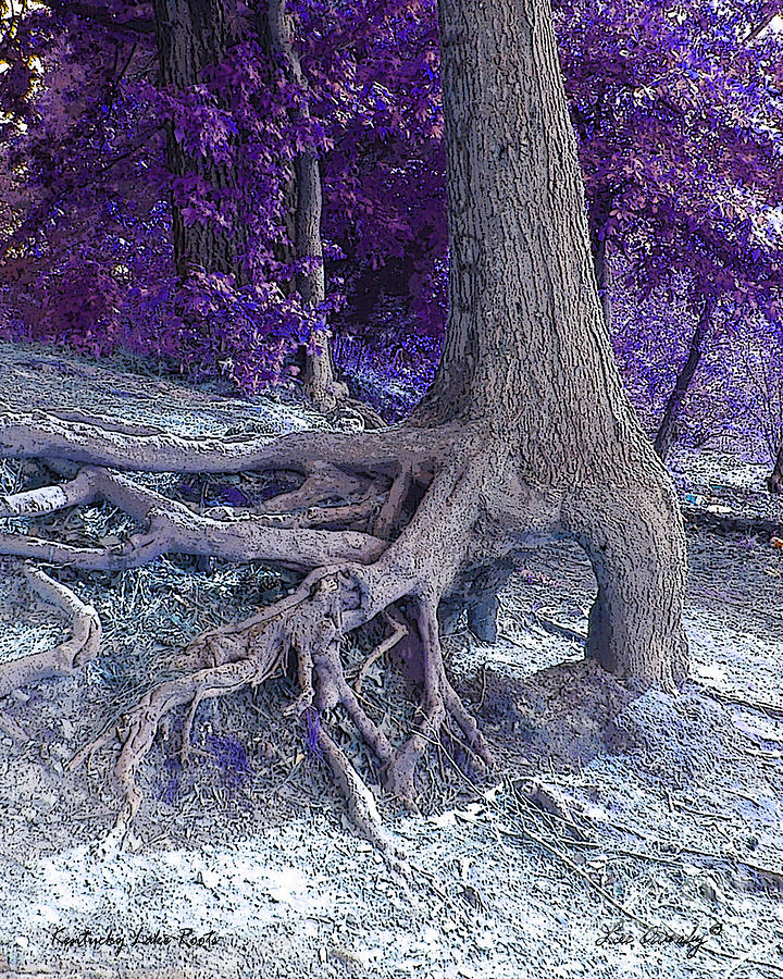 Kentucky Lake Roots Blue Photograph by Lee Owenby