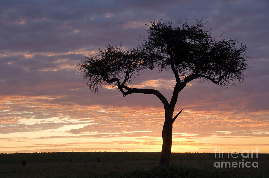 Kenya At Sunrise Photograph by John Shaw