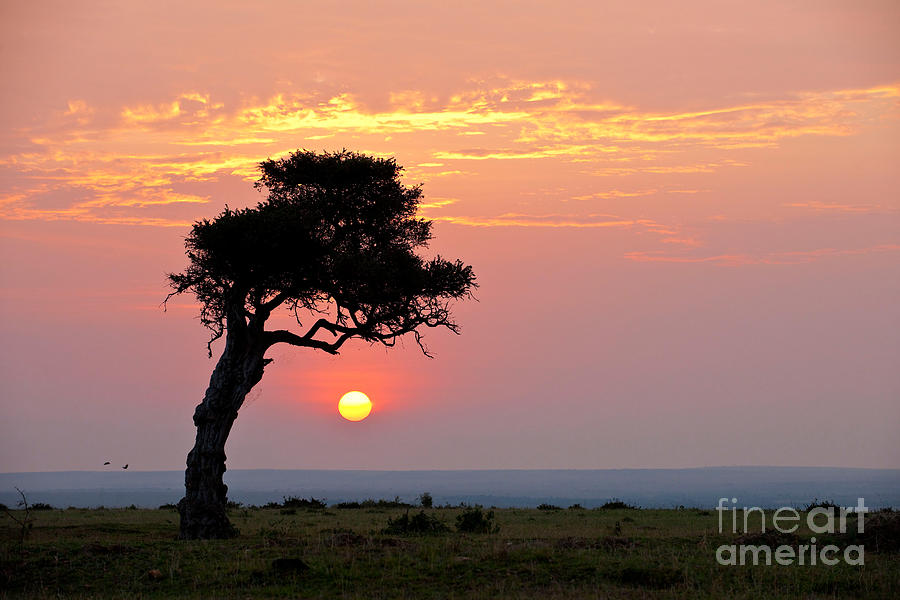Kenya At Sunset Photograph by Monika Bhm