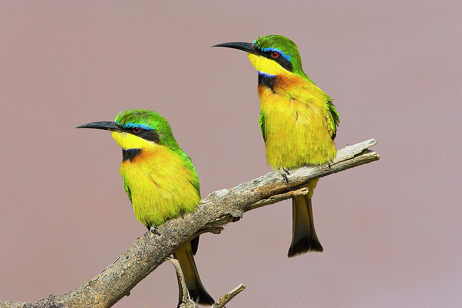 Kenya Close-up Of Two Little Bee-eater Photograph by Jaynes Gallery
