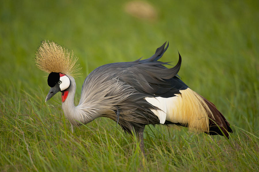 Landscape Photograph - Kenya, Grey Crowned Crane In Ol Pejeta by Ian Cumming